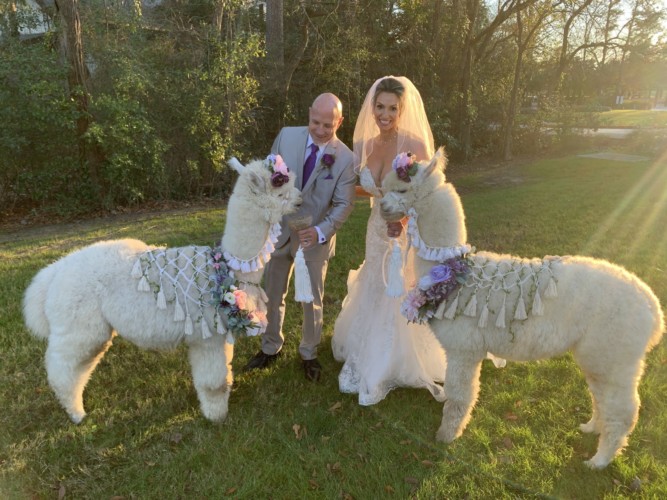 Animal Wedding Crashers Alpacas Willie Lefty